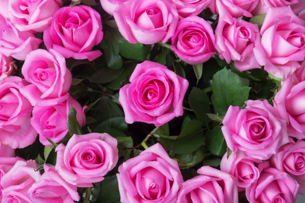 istock Beautiful pink roses background 932361566