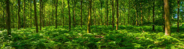 leafy green fern frond forest idyllic summer woodland glade panorama - forest fern glade copse imagens e fotografias de stock