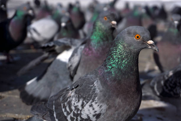 istock flock of pigeons from within 932362148