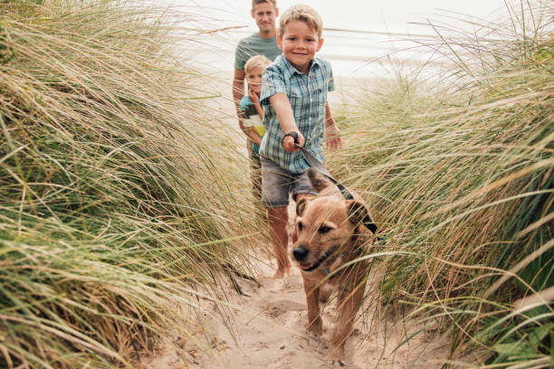 pasear al perro en la playa - reino unido fotos fotografías e imágenes de stock