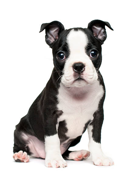 Boston Terrier Puppy stock photo