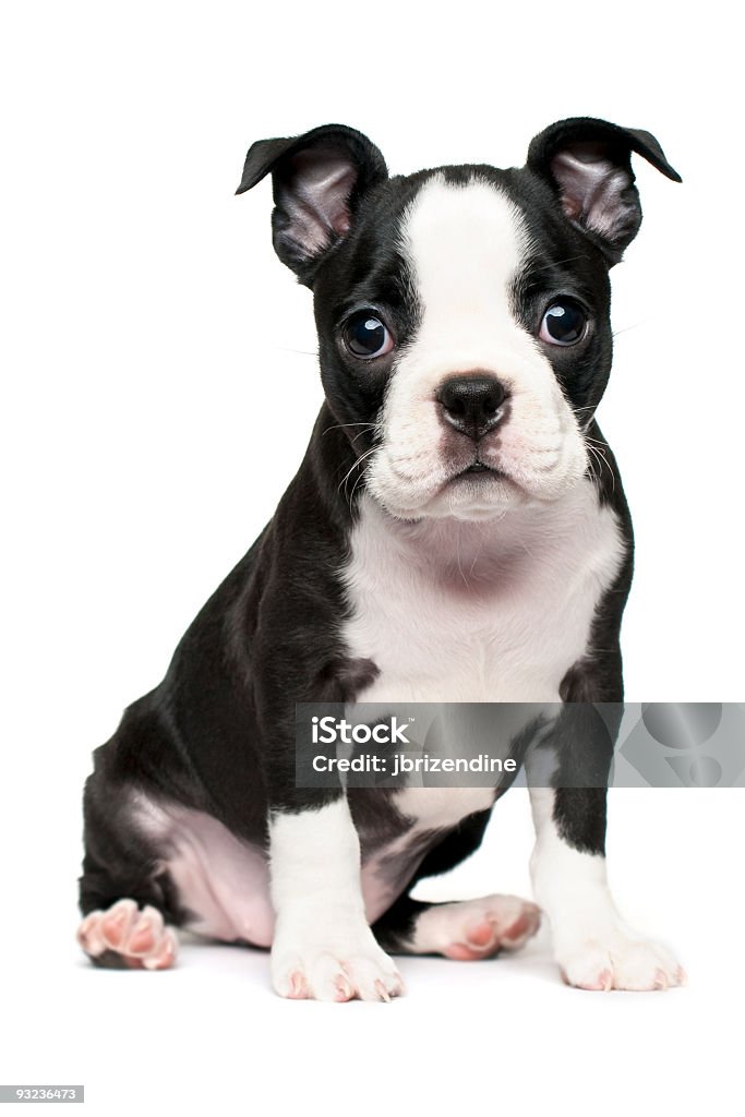 Terrier Boston cachorrinho - Foto de stock de Animal royalty-free