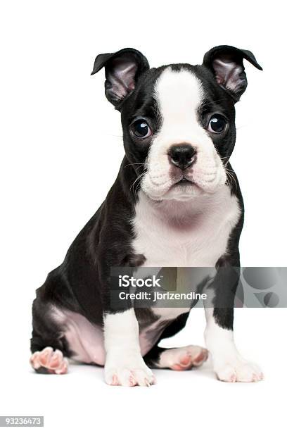 Foto de Terrier Boston Cachorrinho e mais fotos de stock de Animal - Animal, Animal de estimação, Branco