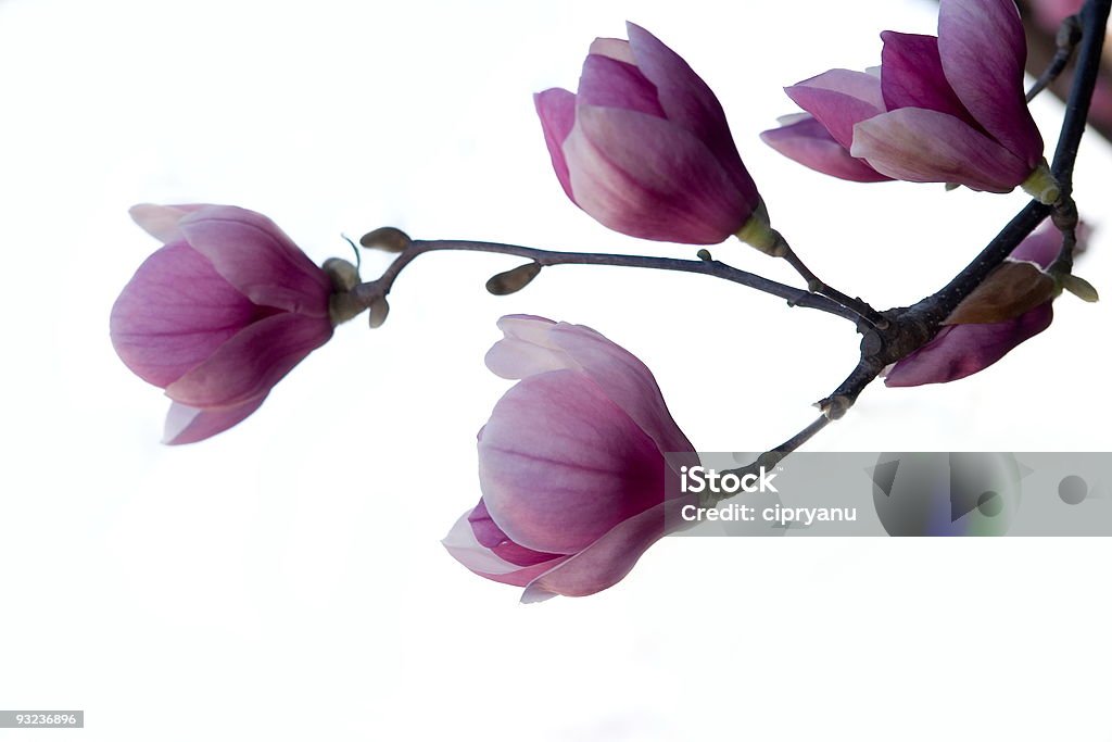Magnolia brench Isoliert - Lizenzfrei Baum Stock-Foto