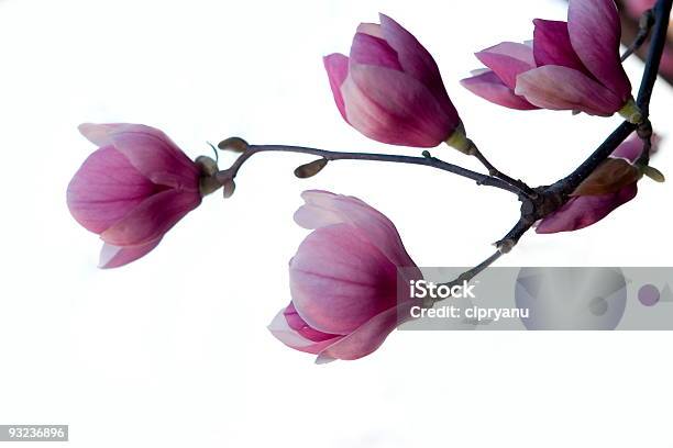 Magnolia Brench Isoliert Stockfoto und mehr Bilder von Baum - Baum, Baumblüte, Blume