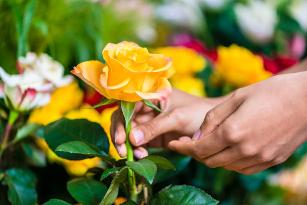 hand of a man picking up a beautiful yellow rose in a modern flower shop - florist flower market flower store imagens e fotografias de stock