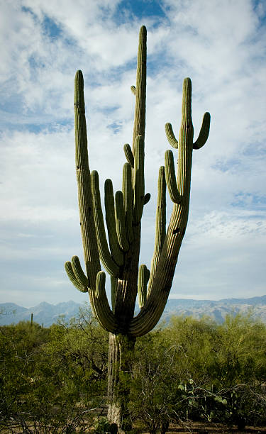 istock Towering Saguaro, Tucson, Arizona 93237730