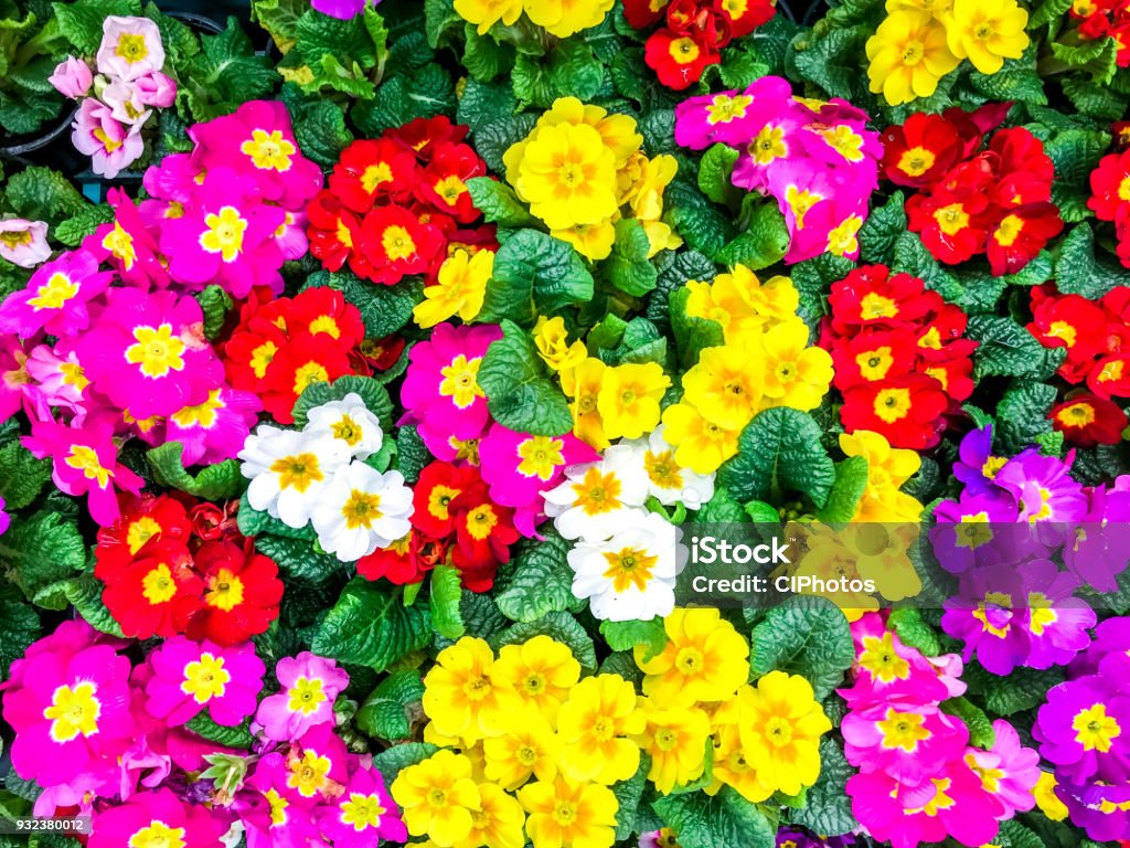 Coloridas Flores Primavera Flor Flores Fondo Rojo Amarillo Fucsia Blanco Primavera Foto de stock y más banco de imágenes de Abundancia - iStock Coloridas Flores Primavera Flor Flores Fondo Rojo Amarillo Fucsia Blanco Primavera Foto de stock y más banco de imágenes de Abundancia - iStock