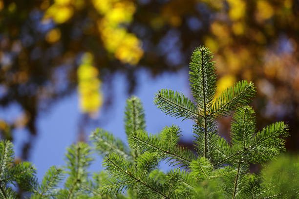 Healthy fir trees close up in forest