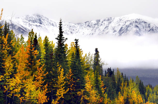 istock Autumn in Denali National Park, Alaska 932384608