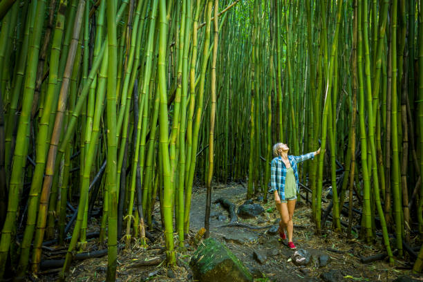 마우이에서 대나무 숲을 산책 하는 여자. - haleakala national park 뉴스 사진 이미지