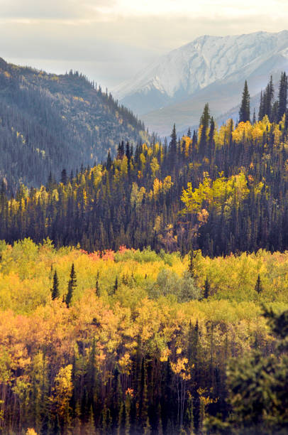 istock Autumn in Denali National Park, Alaska 932384766