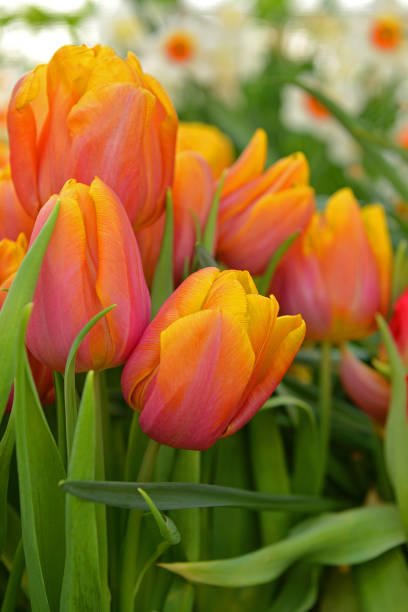 istock Spring. Tulip Darwin Hybrid Mystic Van Eijk 932389190