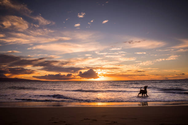 perro en la playa en maui. - north shore hawaii islands oahu island fotografías e imágenes de stock
