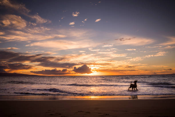 Dog on beach in Maui. Dog in ocean close to a beach during sunset in Hawaii. sunset beach hawaii stock pictures, royalty-free photos & images