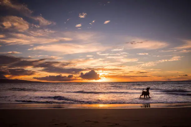 Photo of Dog on beach in Maui.