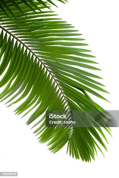 Leaves Of Palm Tree Stock Photo - Download Image Now - Botany, Branch - Plant Part, Bush