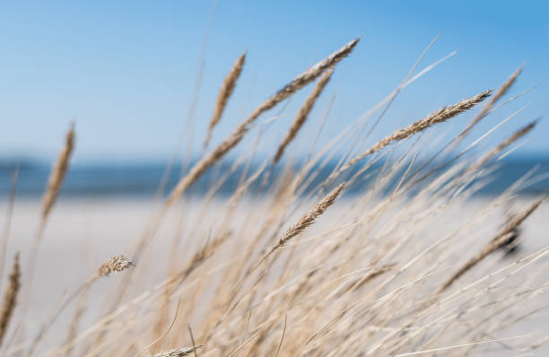 istock blades of marram grass on sandy beach 932393560