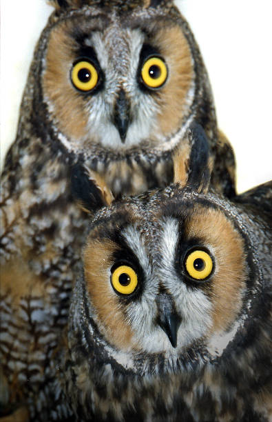 istock Long-earred Owls at York, Pa., rehabilitation unit 932393632