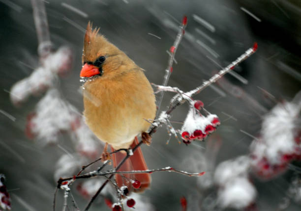 istock Female cardinal braves the snow 932396096