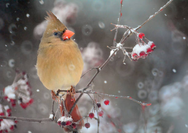 istock Female cardinal in snowstorm 932397134