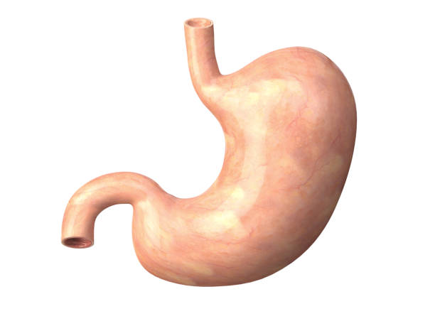 istock Human  stomach isolated on white background. Anatomy. 932401850