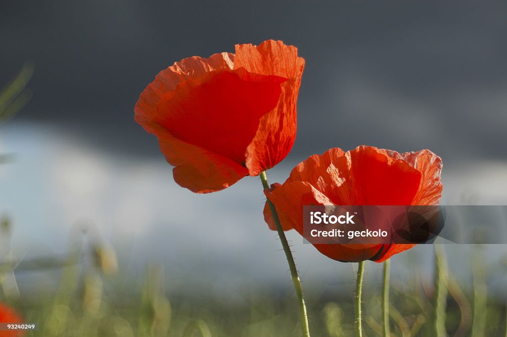 Poppy campo contra o céu escuro - Foto de stock de Curva - Forma royalty-free