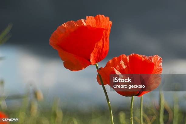 Foto de Poppy Campo Contra O Céu Escuro e mais fotos de stock de Curva - Forma - Curva - Forma, Papoula - Planta, Ajardinado