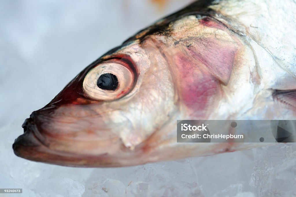 新鮮な魚のヘッド - カラー画像のロイヤリティフリーストックフォト
