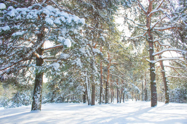 istock Winter snow-covered forest on a sunny day 932409252