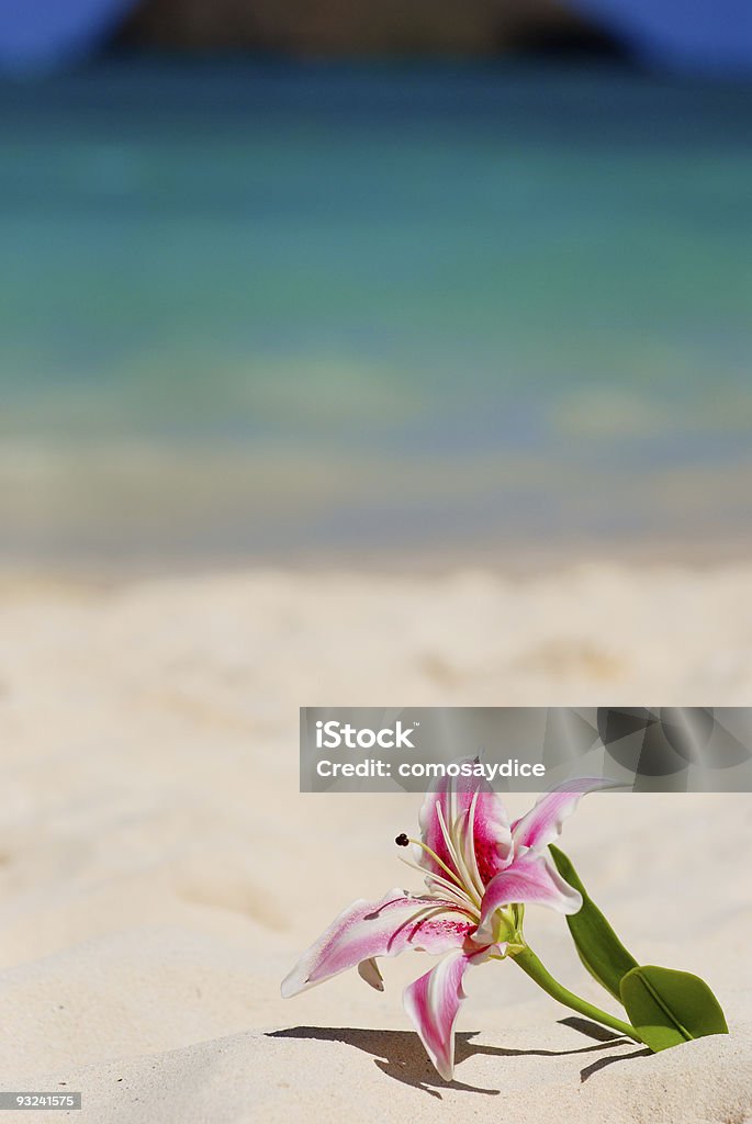 Strand-Lilie - Lizenzfrei Hawaii - Inselgruppe Stock-Foto