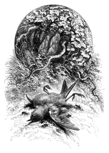 Ants eating dead bird Ants eating dead bird - Scanned 1875 Engraving dead bird stock illustrations