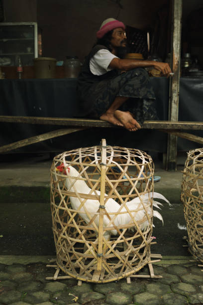 Cockfighting is an ancient Balinese tradition. Owners of fighting cocks (siap) can often be seen handling them by the roadside. The birds are kept alone in woven bamboo baskets (guwungans).