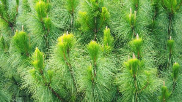 closeup shot khasi pine / benguet pine / three-needled pine / lub pinus kesiya na tle, tło lub tapety (selektywne ostrości). - kesiya zdjęcia i obrazy z banku zdjęć