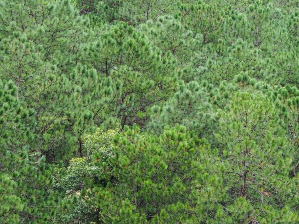 beautiful green pine trees or forest background / texture. - kesiya imagens e fotografias de stock