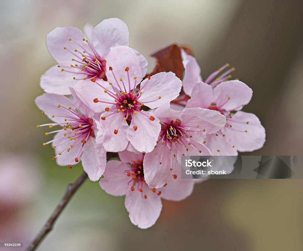 Plum cerezos en flor - Foto de stock de Aire libre libre de derechos