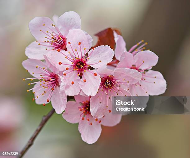 Plum Cerezos En Flor Foto de stock y más banco de imágenes de Aire libre - Aire libre, Arbusto, Belleza de la naturaleza