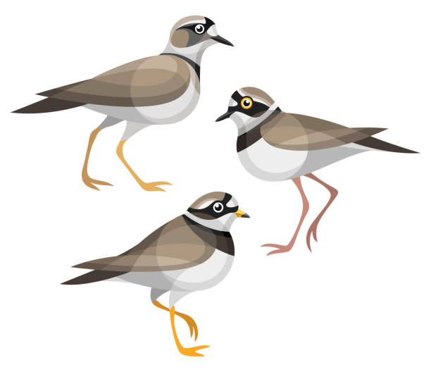 양식화된 새 - wildfowl stock illustrations