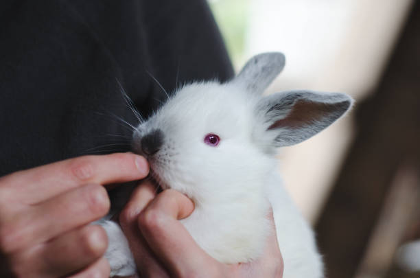 istock Little white rabbit in the hand. 932423942