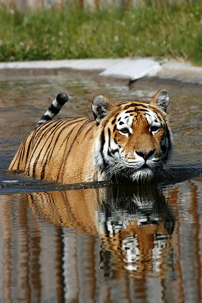 istock tiger moving in the water 93242822