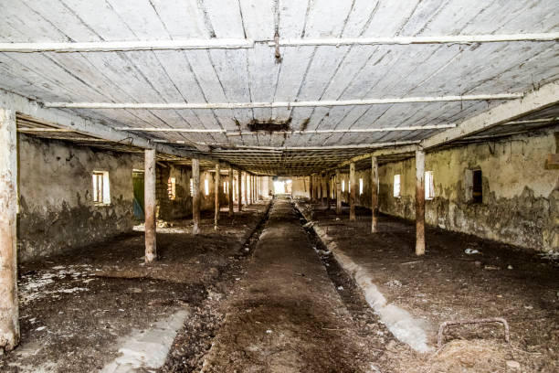 istock An old abandoned farm for cows. Style Abandoned 932428688