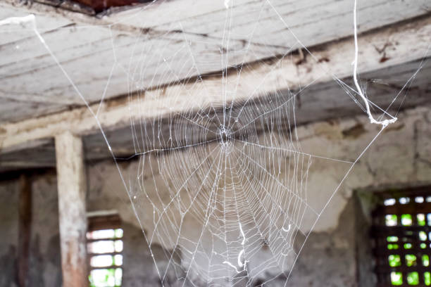 istock An old abandoned farm for cows. Style Abandoned 932428716