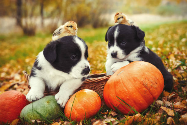 istock puppies dogs and chicken posing with pumpkins 932430156