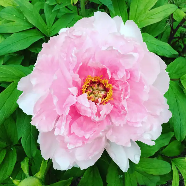 Close-up of a delicate pink peony blooming in the summer garden.