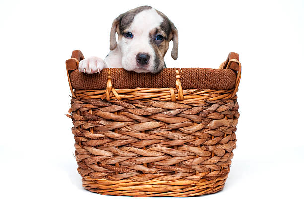 istock Pitbull Terrier Puppy in a basket 93243483
