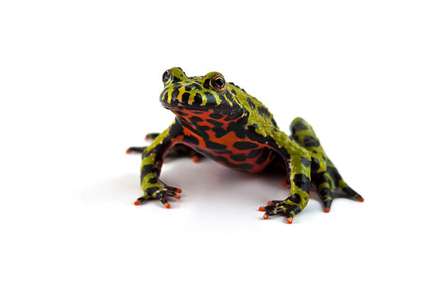 무당개구리 - toad green isolated white 뉴스 사진 이미지