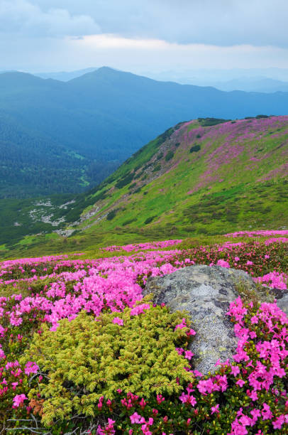 istock Flowers in the mountains 932436888