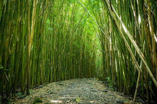 Pipiwai trail through bamboo grove in Haleakala National park.