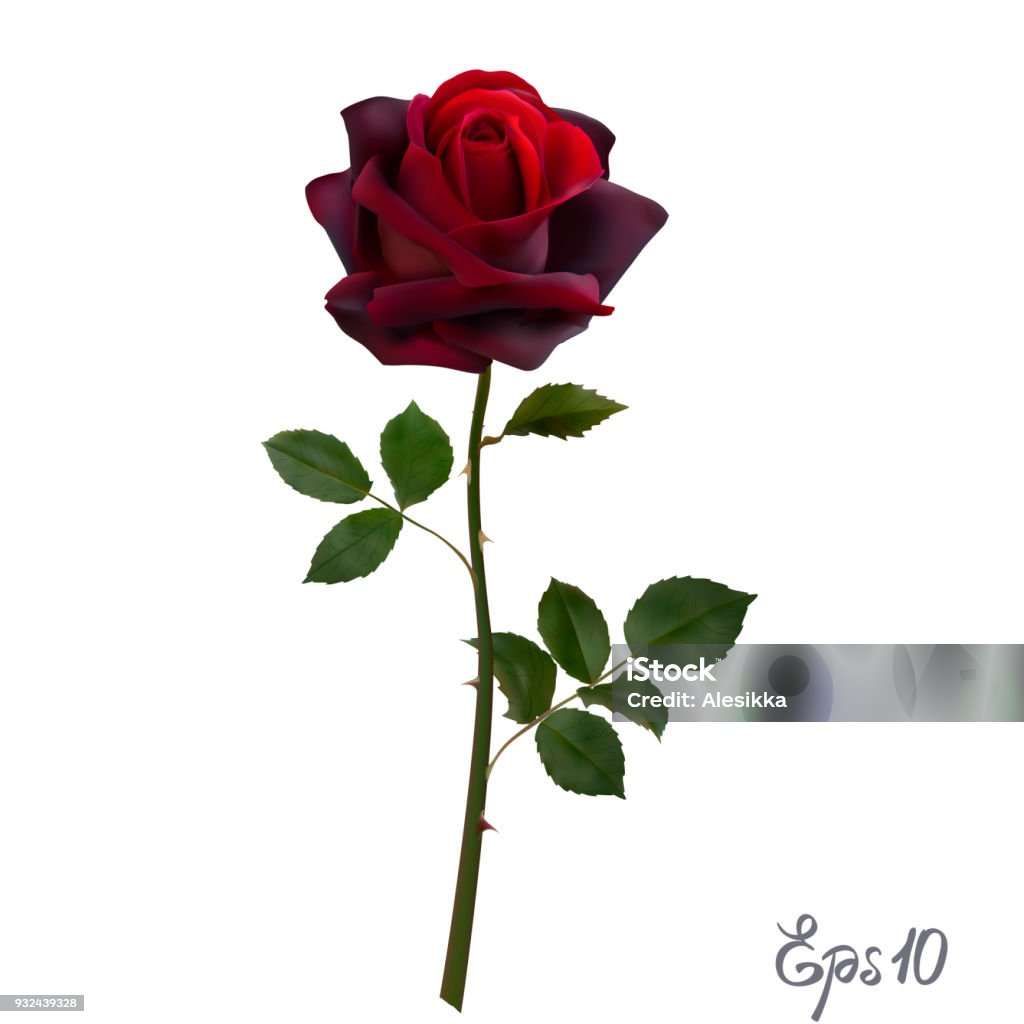 Beautiful red rose Isolated on white background. Beautiful red rose Isolated on white background. Photo-realistic gradient mesh vector illustration. Rose - Flower stock vector