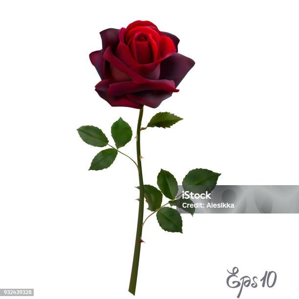 Beautiful Red Rose Isolated On White Background Stock Illustration - Download Image Now - Rose - Flower, Thorn, Cut Out